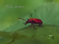 Vuurkevers [Pyrochroidae]